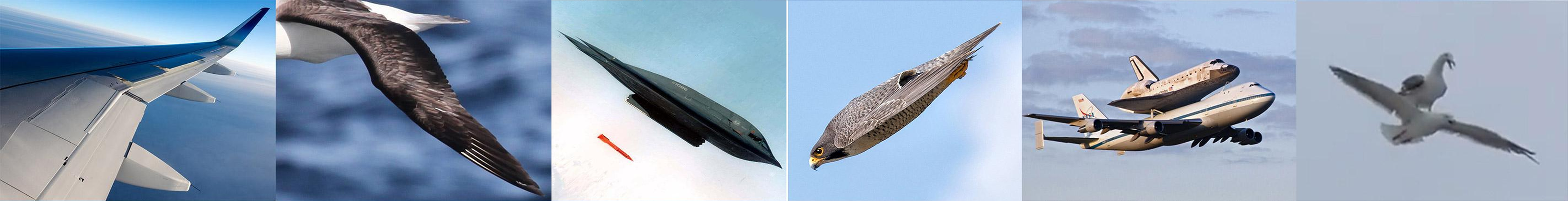 biomimicry examples, including a bird flying on top of another bird supposedly inspiring the space shuttle carrier